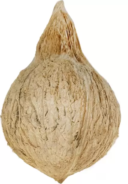 Coconut (தேங்காய்)